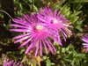 Close up of flower