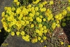 Succulent leaves and yellow flowers on a mat-forming plant.