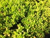 succulent mat-forming plant