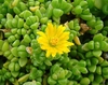 Succulent leaves and yellow flower
