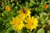 succulent mat-forming plant; yellow flower & syrphid fly visitor