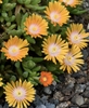 A low growing succulentwith light orange flowers