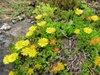 Yellow flowers