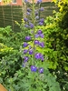 Blue/purple inflorescence on a stem in Staffordshire, UK