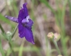 Flower closeup with Blue Purple petals in April in Lake Co., CA