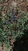 Form in June in Mariposa County, California