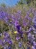 Flowers from a natural mass planting on Aracadia County, Greece
