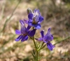 Flower detail