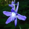 Close up of flower
