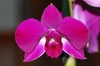 Flower detail