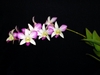 Spray of white orchid flowers with purple lips & lateral petals