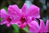 Close-up of a pink-mauve orchid flower.