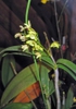 Flower and leaves
