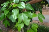 Dendropanax trifidus