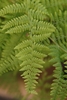 Detail of frond with pinnatisect pinnae.