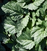 'Supermax' Leaves - Winter - Wake Co., NC