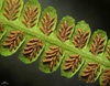 Deparia acrostichoides