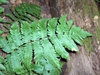 Deparia acrostichoides
