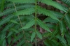 Deparia acrostichoides