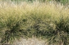 Form