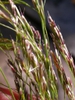 Close up of flower