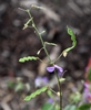 Seed Pods - Fall - Warren Co., NC