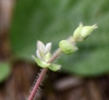New growth with pubescent stem