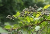 Clusters of small, brown, spherical capsules