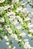 Leafy branch bearing sprays of small white flowers