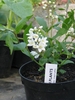Young potted plant with white flowers at the nursery.
