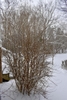 Upright leafless shrub