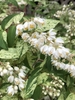variegated  green and white leaves with white opened flowers
