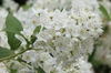 Close-up of a cluster of white, star-shaped flowers.