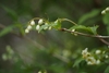 Leafy branch with small white pendulous flower buds