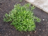 Low shrub with clusters of white flowers.