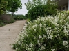 Low shrub with clusters of white flowers.
