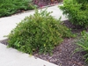 Low shrub with mounding mounding habit and arching branches.