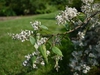 Deutzia ningpoensis
