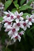 Pink star-shaped flowers w/ dark pink centers & ruffled margins