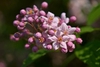 Pink star-shaped flowers with prominant stamens