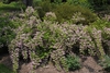 Shrub with clusters of pink flowers.
