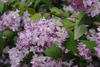 Shrub with clusters of pink flowers.