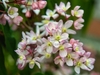 Clusters of pale pink flowers.