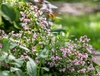 Small shrub with pale pink flowers.