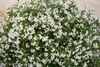 Shrub with many white flowers