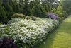 Form in bloom