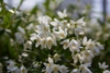 Flower clusters