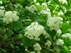 Rounded clusters of white flowers.