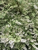 Shrub with green and white variegated leaves & white flowers