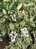 Shrub with green and white variegated leaves & white flowers